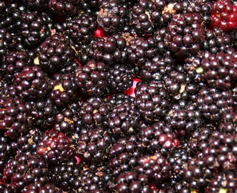 learn-how-to-make-wild-blackberry-jam-home image