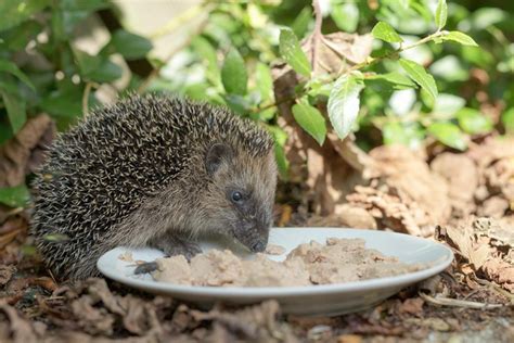 what-do-hedgehogs-eat-and-how-to-feed-them image