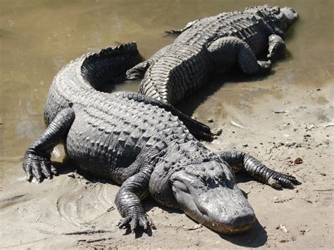 what-eats-alligators-and-crocodiles image
