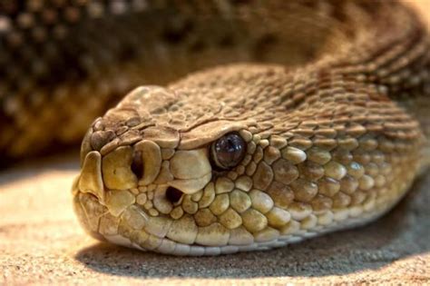 what-do-rattlesnakes-feed-on-animalwised image