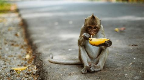 what-kind-of-food-do-monkeys-eat-referencecom image