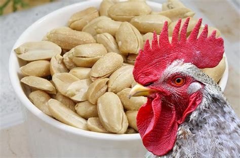 can-chickens-eat-peanuts-few-precautions-you-need image