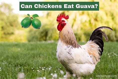can-chickens-eat-guava-animal-hype image