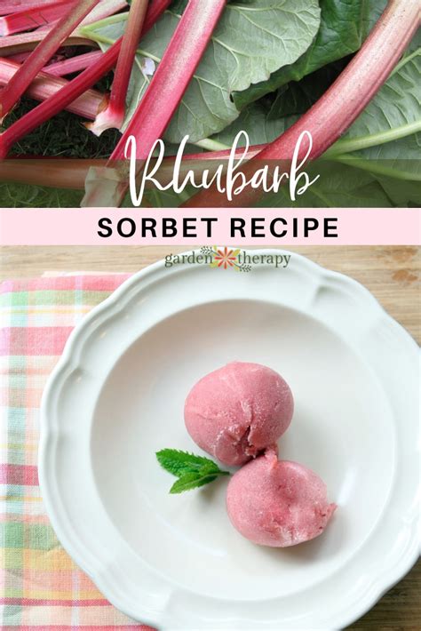 rhubarb-sorbet-recipe-garden-therapy image