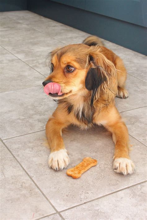 healthy-homemade-peanut-butter-dog-treats-my image
