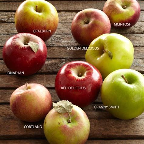 17-types-of-apples-for-your-fall-cooking-and-baking image