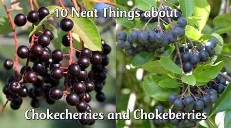 chokecherries-and-chokeberries-canadas-local-gardener image