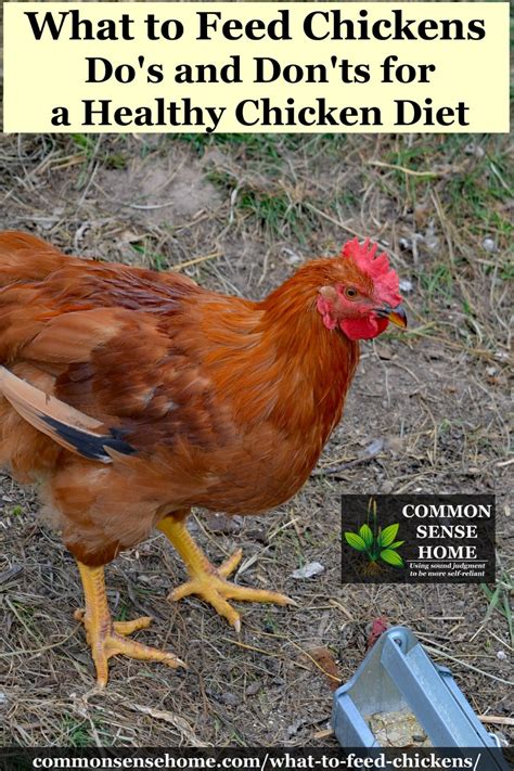 what-to-feed-chickens-dos-and-donts-for-a-healthy image