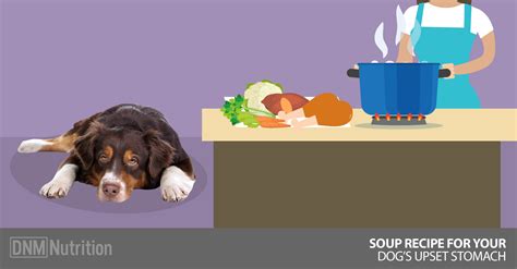 soup-recipe-for-your-dogs-upset-stomach-dogs image