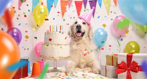 dog-birthday-cake-recipes-for-your-pups-special-day image
