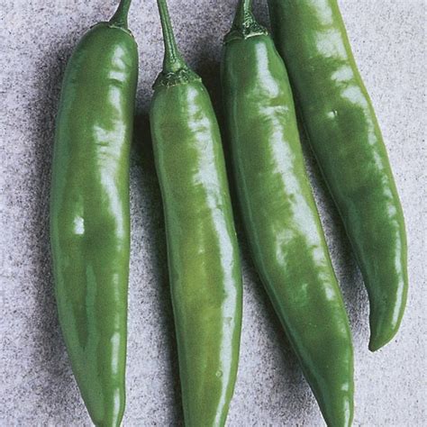 chili-pepper-garden-salsa-capsicum-annuum-my image
