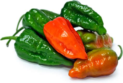 green-ghost-chile-peppers-information-recipes-and image
