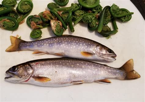 spring-bonanzafiddleheads-and-brook-trout-foraging image