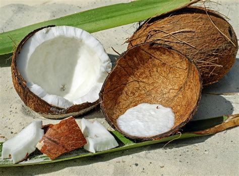 storing-fresh-coconut-the-gardening-cook image