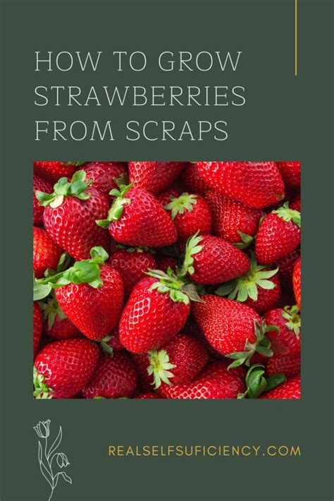 how-to-grow-strawberries-from-scraps-real-self image