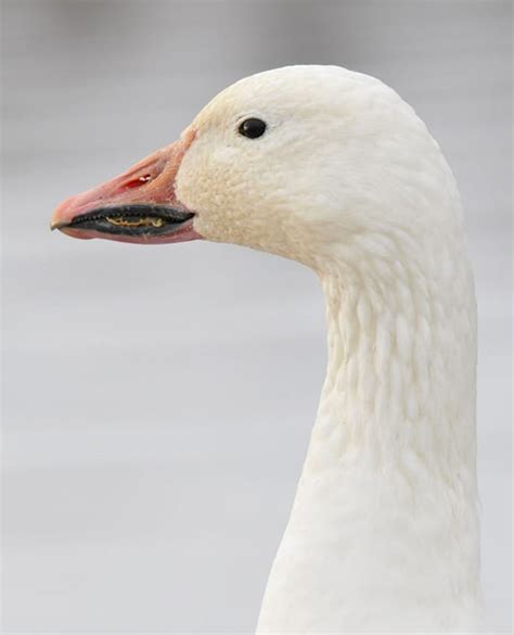 eating-snow-geese-how-to-cook-and-eat-a-snow-goose image