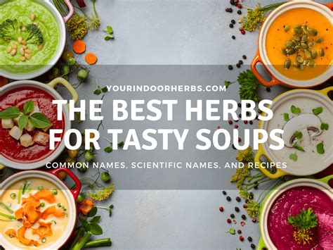 the-26-best-herbs-for-soups-recipes-how-to-use-them image