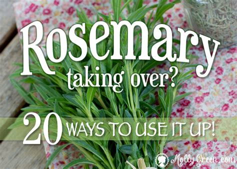 twenty-ways-to-use-rosemary-molly-green image