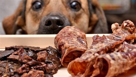 homemade-puppy-food-recipes-vet-approved-top-dog-tips image