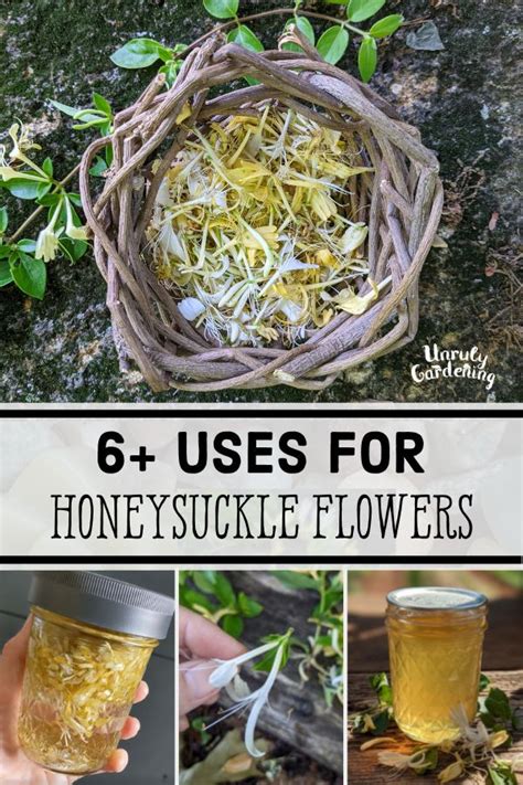 6-uses-for-honeysuckle-flowers-unruly-gardening image
