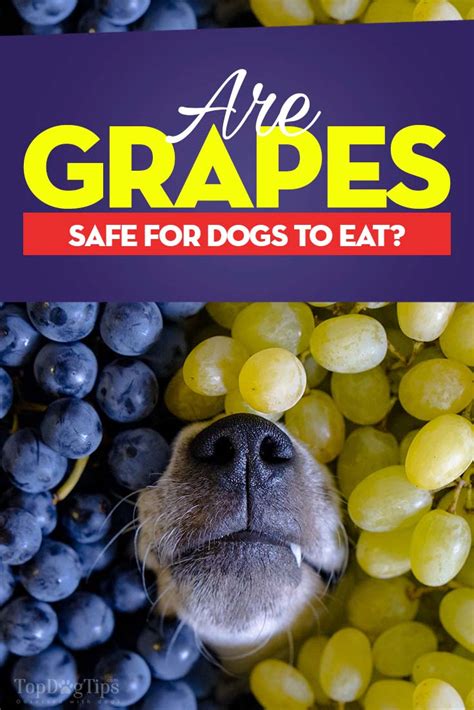 grapes-for-dogs-101-can-dogs-eat-grapes-and-whats image