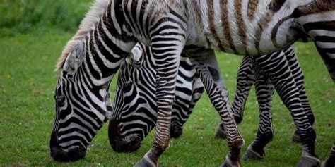 what-do-zebras-eat-a-guide-to-zebra-diet-equine-desire image