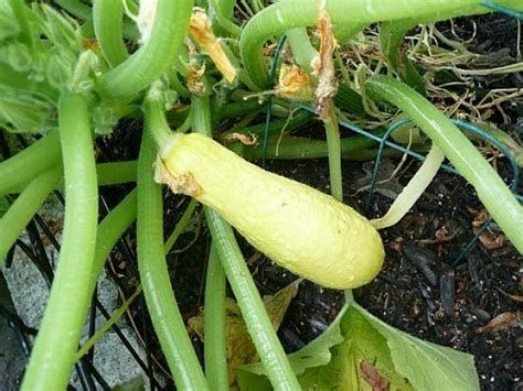 from-the-garden-to-the-grill-summer-squash-food image