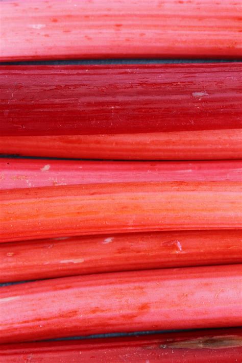 easy-pickled-rhubarb-recipe-no-canning-girl-versus image