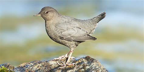 american-dipper-national-wildlife-federation image