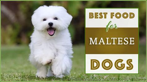 best-dog-food-for-maltese-in-2022-best-brands-revealed image