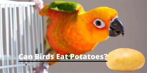 can-birds-eat-potatoes-all-you-need-to-know image