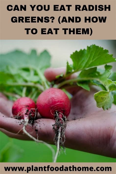 can-you-eat-radish-greens-and-how-to-eat-them image