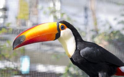 toucans-and-toucanettes-feeding-vca-animal-hospitals image