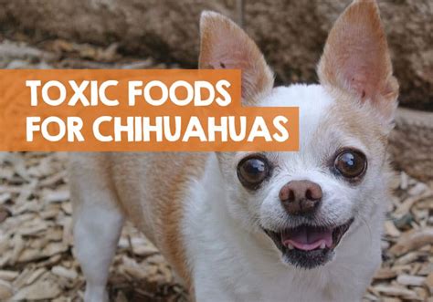25-bad-foods-that-are-poisonous-toxic-to-chihuahuas image
