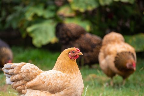 chickens-in-the-garden-how-to-use-chickens-to-control image