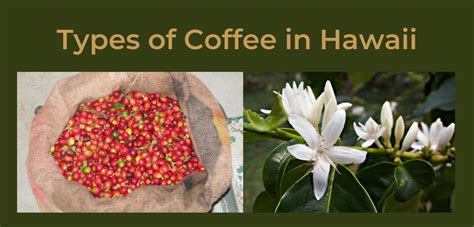 types-of-coffee-in-hawaii-homeyhawaii image