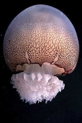 jelly-balls-science-and-the-sea image