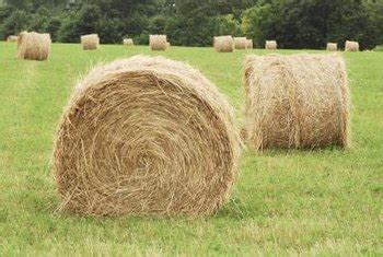 how-to-grow-potatoes-in-round-hay-bales-sf-gate image