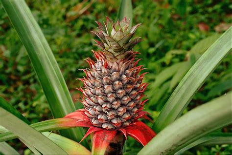 pineapple-wikipedia image