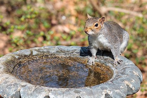 what-to-feed-squirrels-perky-pet image