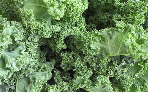 kale-benefits-7-reasons-to-eat-this-superfood image