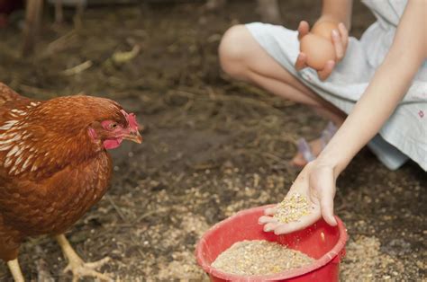 what-to-feed-chickens-or-laying-hens-the-spruce image