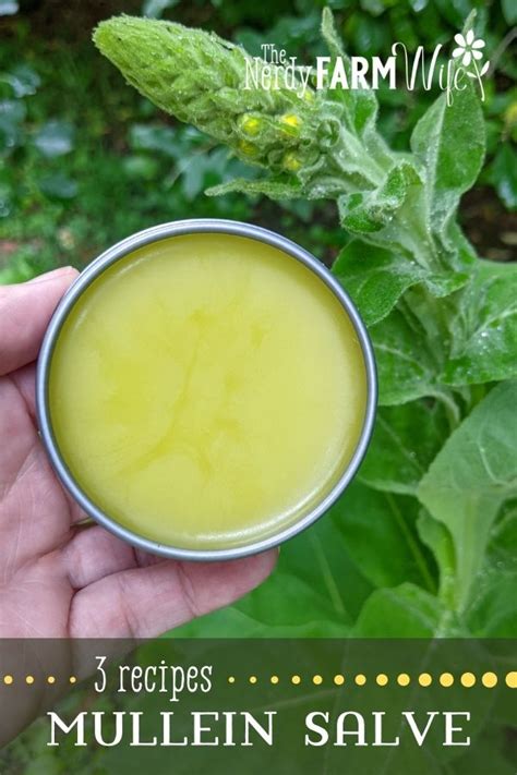 how-to-make-mullein-salve-3-recipes-the-nerdy-farm image