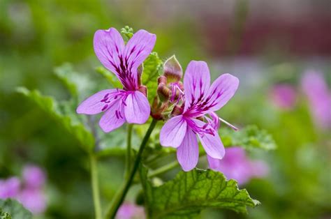 how-to-cook-with-scented-geraniums-thisnzlife image