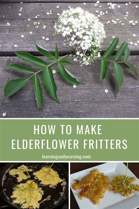 elderflower-fritters-learning-and-yearning image