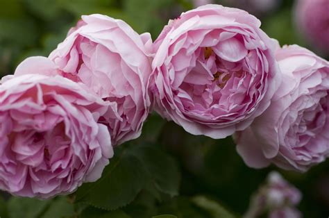 14-lush-english-roses-for-your-garden-the-spruce image