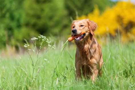 7-scrumptious-carrot-dog-treat image