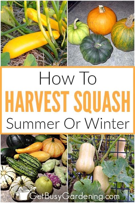 harvesting-squash-when-how-to-pick-summer-or image