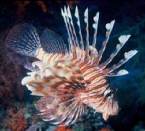 animals-lionfish-ducksters image