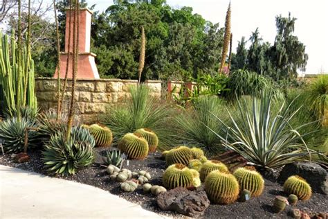 21-best-cactus-plants-to-grow-in-your-garden-the image